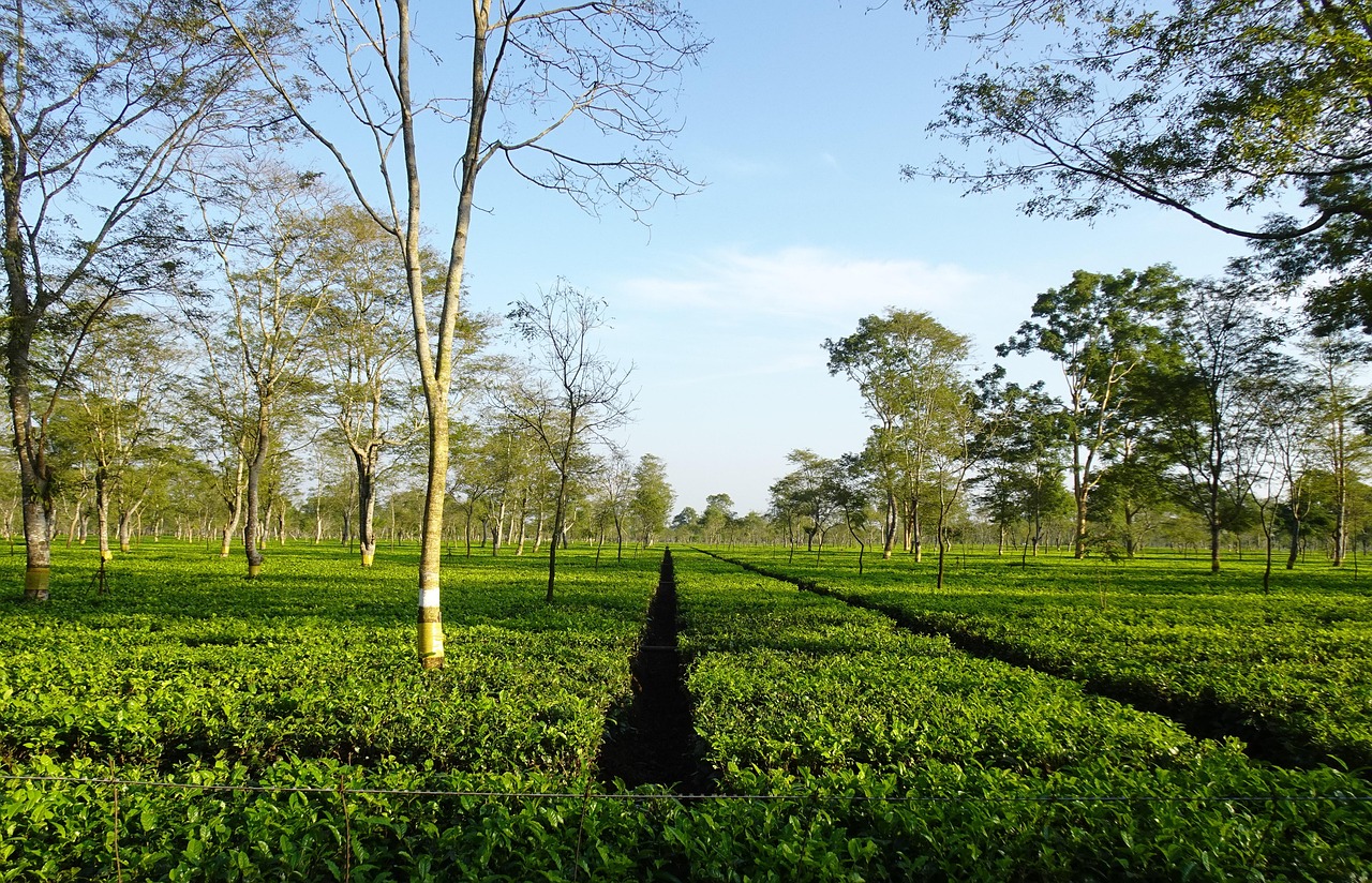 Tea plantation rows