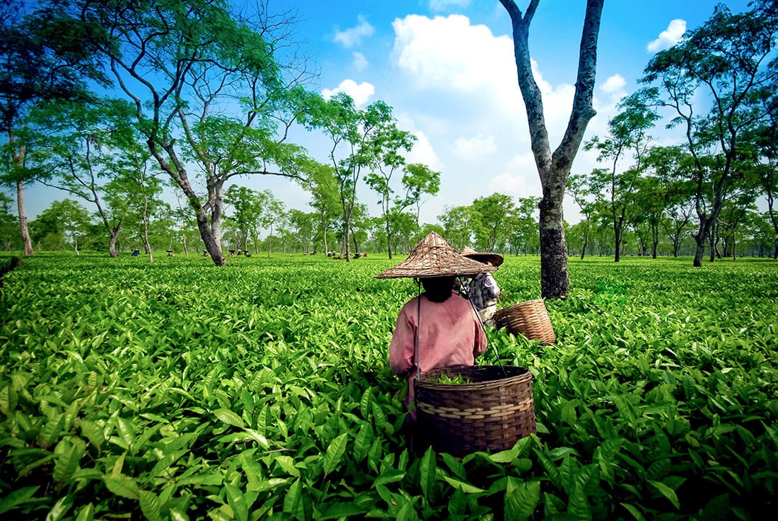 A tea worker walking through plantation rows